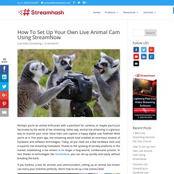 How To Set Up Your Own Live Animal Cam Using StreamNow - StreamHash