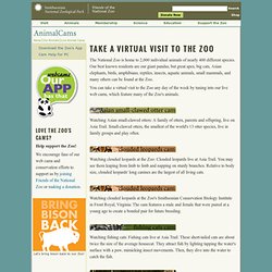 Animal Web Cams at the National Zoo