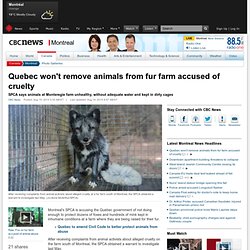 Quebec won't remove animals from fur farm accused of cruelty - Montreal