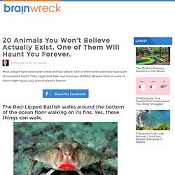 20 Animals You Won't Believe Actually Exist. One of Them Will Haunt You Forever.