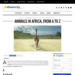 Animals in Africa, from A to Z - eDreams Travel Blog