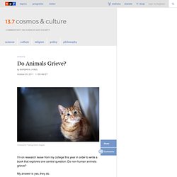 Do Animals Grieve? : 13.7: Cosmos And Culture