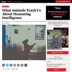 What Animals Teach Us About Measuring Intelligence