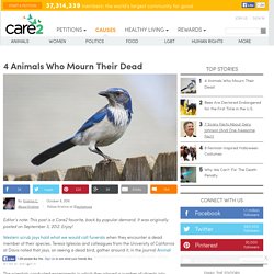 4 Animals Who Mourn Their Dead (Slideshow) - Part 4