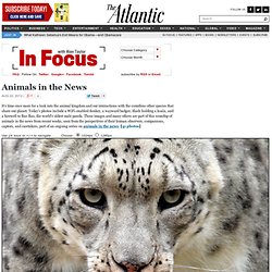 Animals in the News