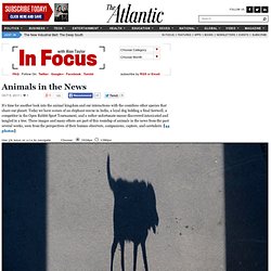 Animals in the News - In Focus