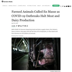 Farmed Animals Culled En Masse as COVID-19 Outbreaks Halt Meat and Dairy Production