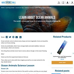 Ocean Animals Science Projects & Lessons