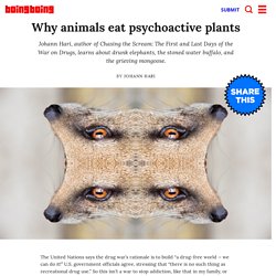 Why animals eat psychoactive plants