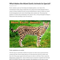 What Makes the Miami Exotic Animals So Special?