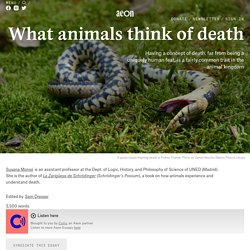 Animals wrestle with the concept of death and mortality