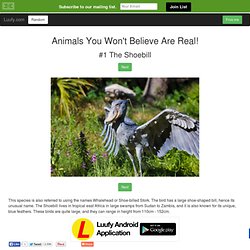 Animals You Won't Believe Are Real!