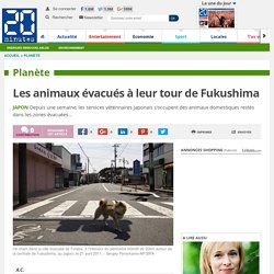 Les animaux évacués à leur tour de Fukushima