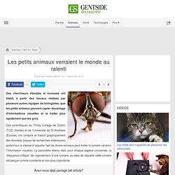 Les petits animaux verraient le monde au ralenti