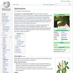 Annonaceae