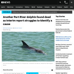 Another Port River dolphin found dead as interim report struggles to identify a cause