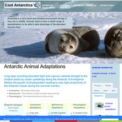 Antarctic animal adaptations, penguins, seals, krill, whales