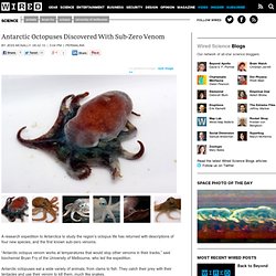 Antarctic Octopuses Discovered With Sub-Zero Venom