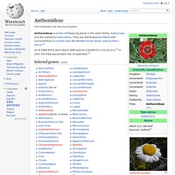 Anthemideae