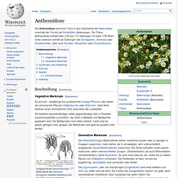 Anthemideae