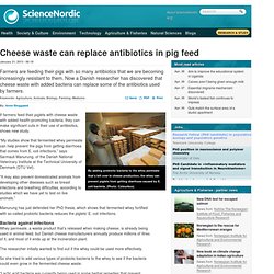 Cheese waste can replace antibiotics in pig feed