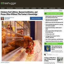 Chickens Fed Caffeine, Banned Antibiotics, and Prozac Often Without The Farmer’s Knowledge