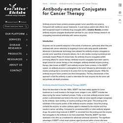 antibody enzyme conjugate