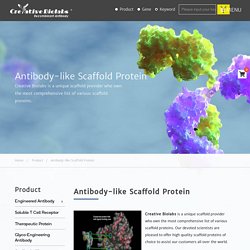 Antibody-like Scaffold Protein