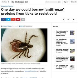One day we could borrow ‘antifreeze’ proteins from ticks to resist cold