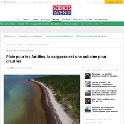 Plaie pour les Antilles, la sargasse est une aubaine pour d'autres