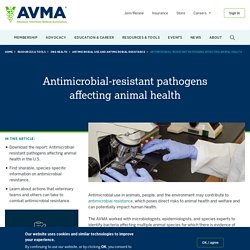 AVMA - AOUT 2020 - Antimicrobial-resistant pathogens affecting animal health