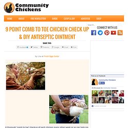 9 Point Comb to Toe Chicken Check Up & DIY Antiseptic Ointment ‹ Community Chickens