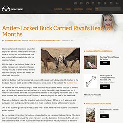 Antler-Locked Buck Carried Rival's Head for Months