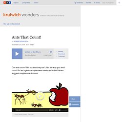 Ants That Count! : Krulwich Wonders...
