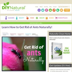 Get Rid of Ants Naturally - House Ants and Carpenter Ants