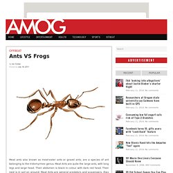 Ants VS Frogs