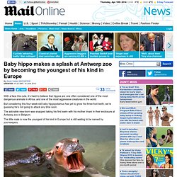 Baby hippo makes a splash in Europe