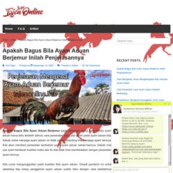 Apakah Bagus Bila Ayam Aduan Berjemur Inilah Penjelasannya