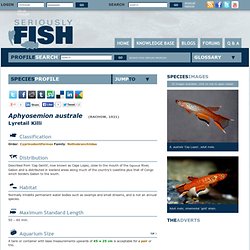Lyretail Killi (Aphyosemion australe) - Seriously Fish