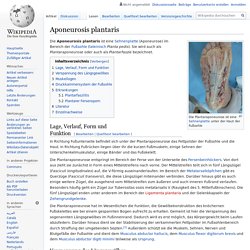 Aponeurosis plantaris
