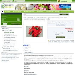 Begonia d'appartement aux couleurs variées - fleuristes-express