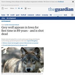 Grey wolf appears in Iowa for first time in 89 years – and is shot dead