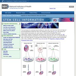Appendix B: Mouse Embryonic Stem Cell Cultures