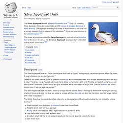 Silver Appleyard Duck