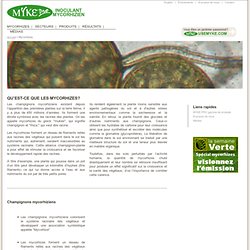 Tout savoir sur la Mycorhizes, bénéfices, application et recherche et développement