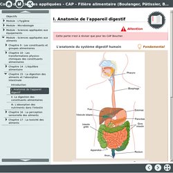 I. Anatomie de l'appareil digestif [Cours de Sciences appliquées - CAP - Filière alimentaire (Boulanger, Pâtissier, Boucher, Charcutier)]