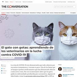 El gato con gotas: aprendiendo de los veterinarios en la lucha contra COVID-19