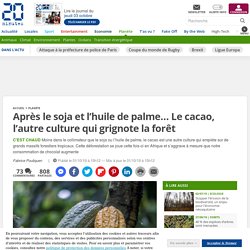 Après le soja et l’huile de palme… Le cacao, l’autre culture qui grignote la forêt