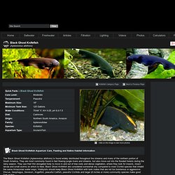 Black Ghost Knifefish, Apteronotus albifrons Species Profile, Black Ghost Knifefish Care Instructions, Black Ghost Knifefish Feeding and more.  