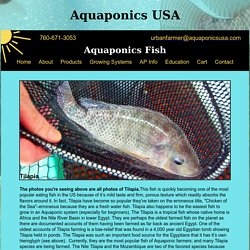 Aquaponics Fish